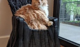 娱乐吃瓜酱棉袄猫窝,揭秘明星温馨家居生活