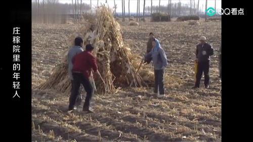 庄稼院里的年轻人,年轻一代的奋斗与梦想